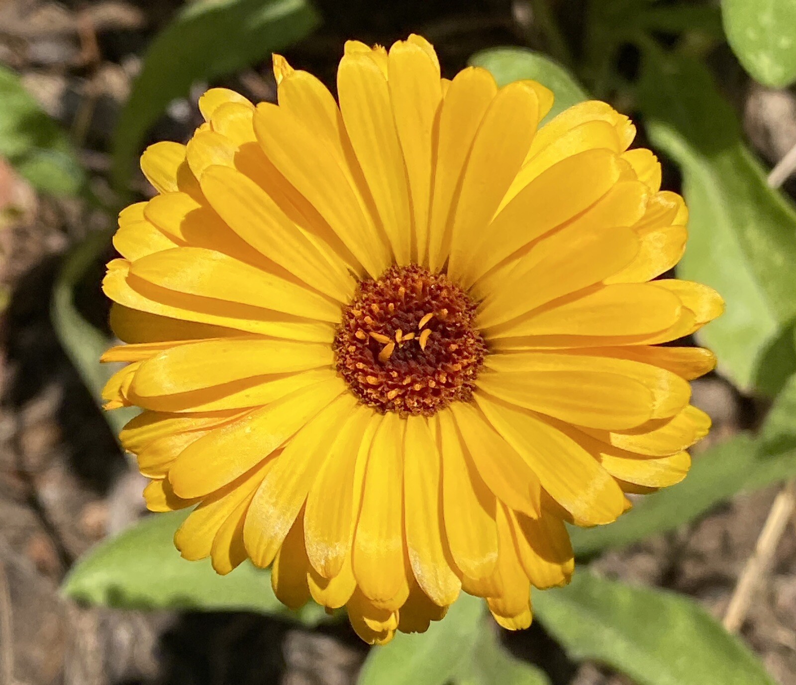 800 + Calendula Flower Seeds Medicinal Herb Inflammation Skin Care Garden Mix