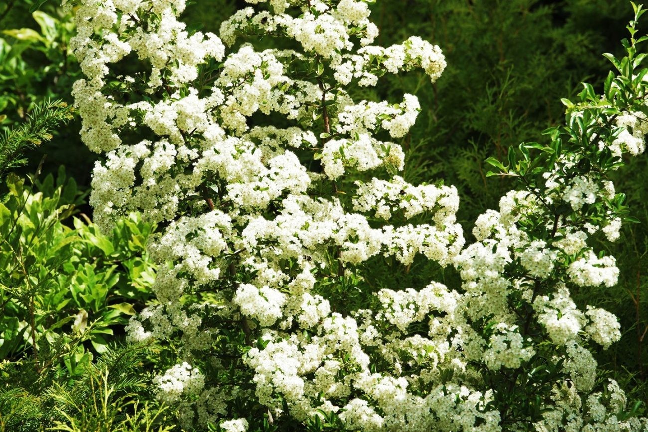 Sea Buckthorn “Seaberry” Tree Seeds (Hippophae Rhamnoides) Cold Hardy Fruit