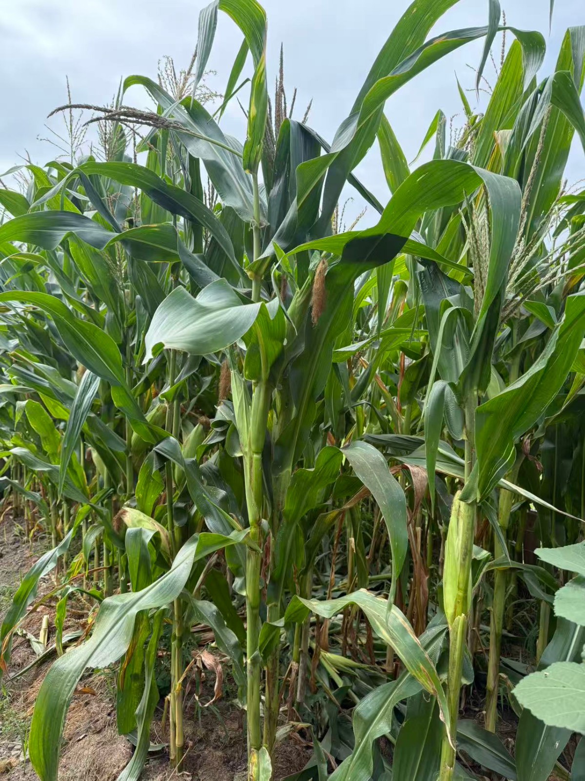 Organic Sweet Sticky Waxy White Glutinous Corn Non-GMO 糯玉米