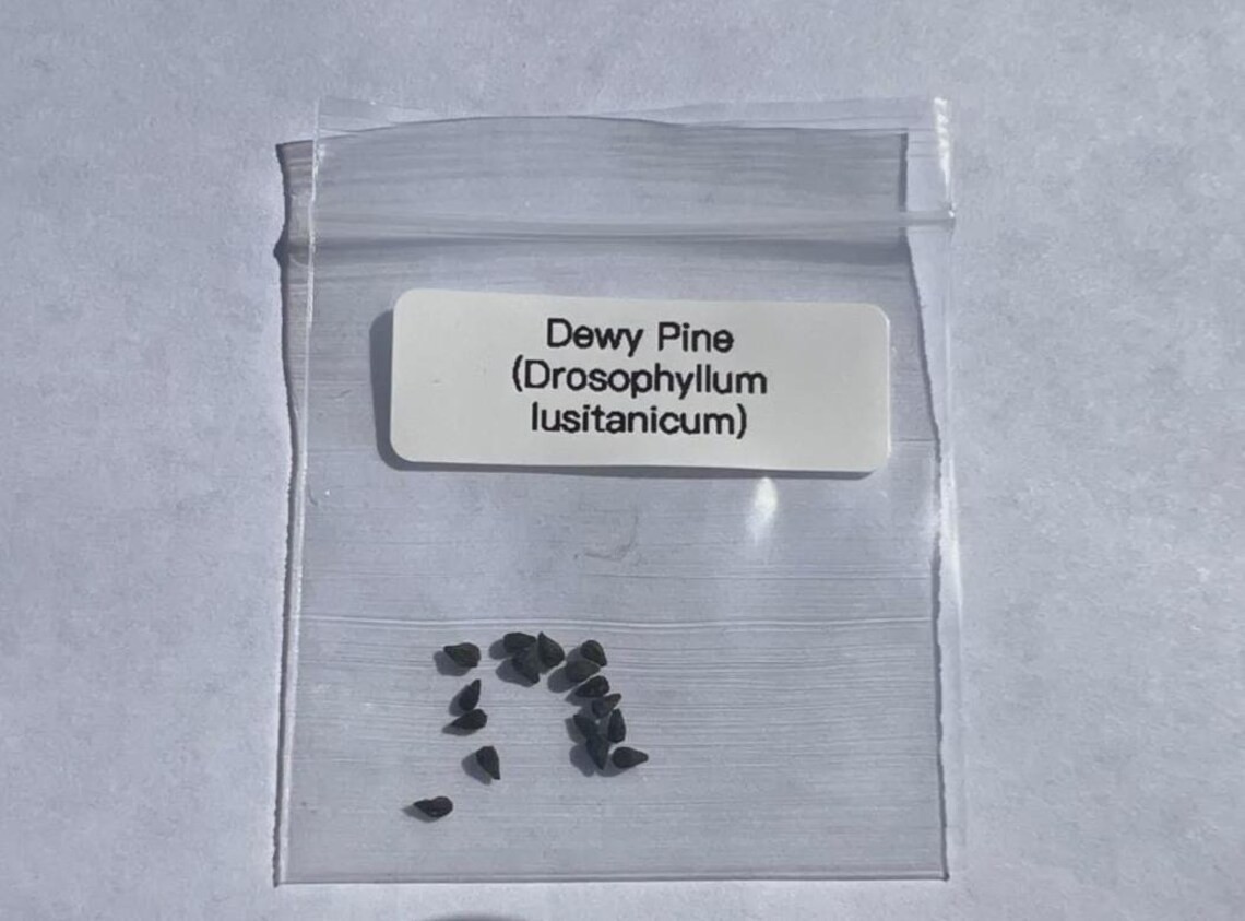 Dewy Pine Seeds (Drosophyllum lusitanicum) Carnivorous Plant Seeds 15 Pack