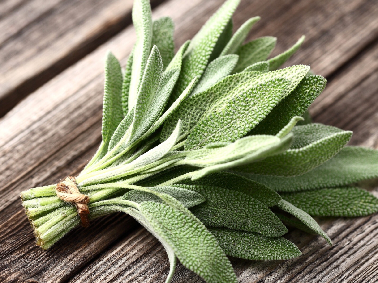 Sage Seeds | Repels Mosquito Deer Herb Non-GMO Heirloom Autumn Perennial