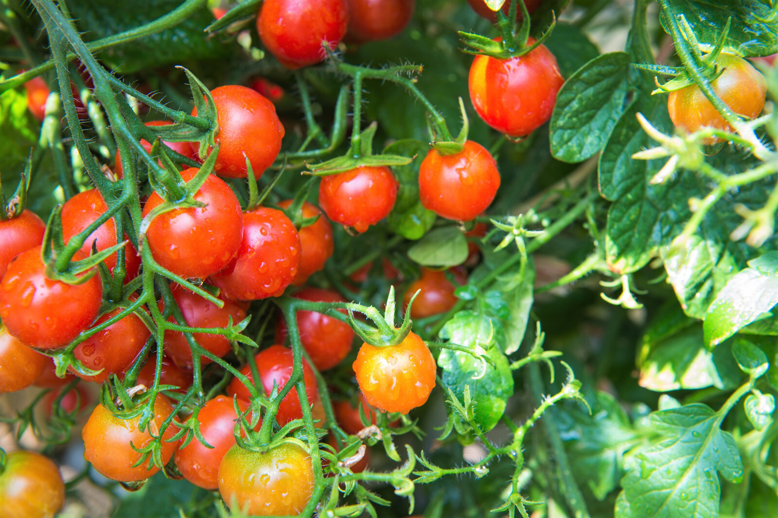 80 Sub ARCTIC PLENTY TOMATO Solanum Lycopersicum Red Determinate Heirloom Seeds