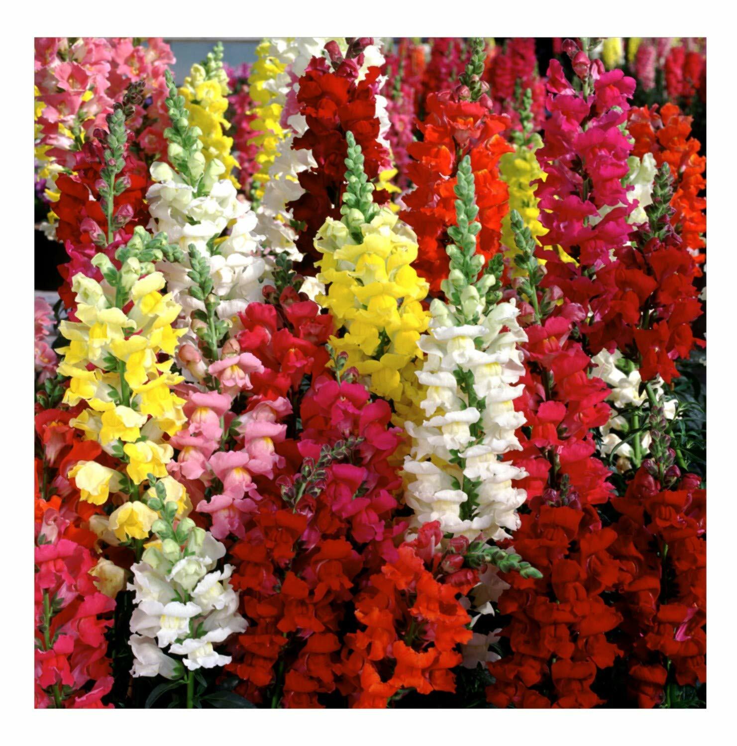 Snapdragon Seeds, Tetra Mix, Multi Color Blooms, Bees and Butterflies, FREE SHIP