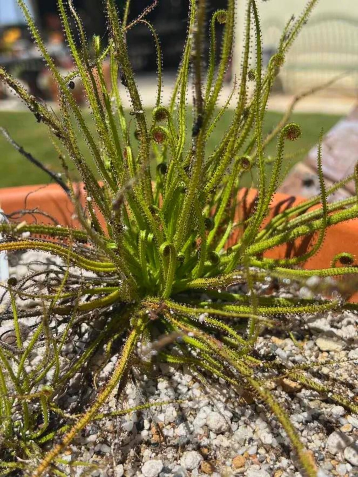 Dewy Pine Seeds (Drosophyllum lusitanicum) Carnivorous Plant Seeds 15 Pack