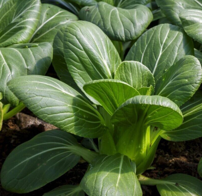 PAK CHOI SEEDS 600+ CHINESE CABBAGE Asian VEGETABLE garden LEAFY GREENS Bok Choy