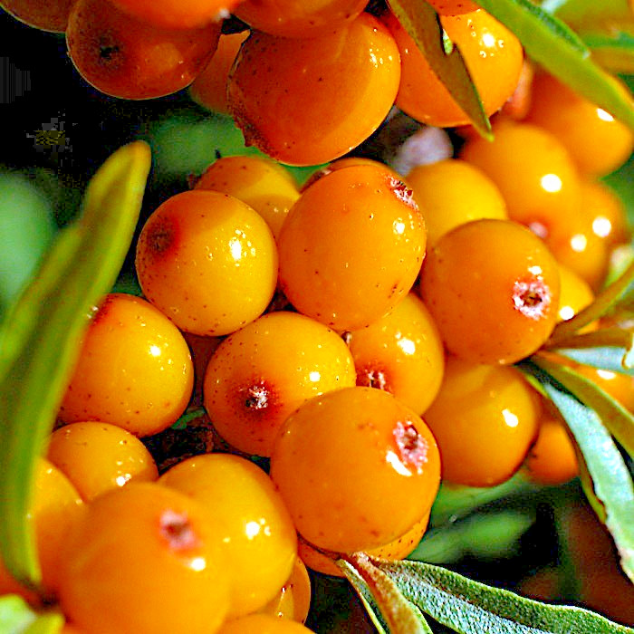 Sea Buckthorn “Seaberry” Tree Seeds (Hippophae Rhamnoides) Cold Hardy Fruit
