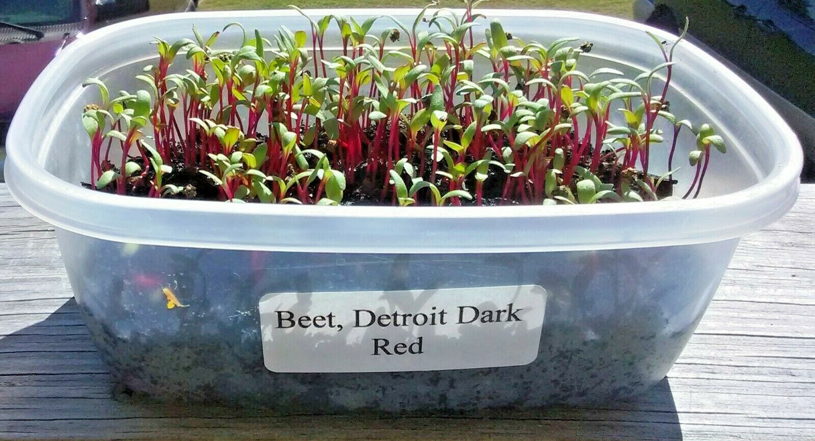 101+DETROIT DARK RED BEET Seeds Heirloom Vegetable Garden Patio Container Easy