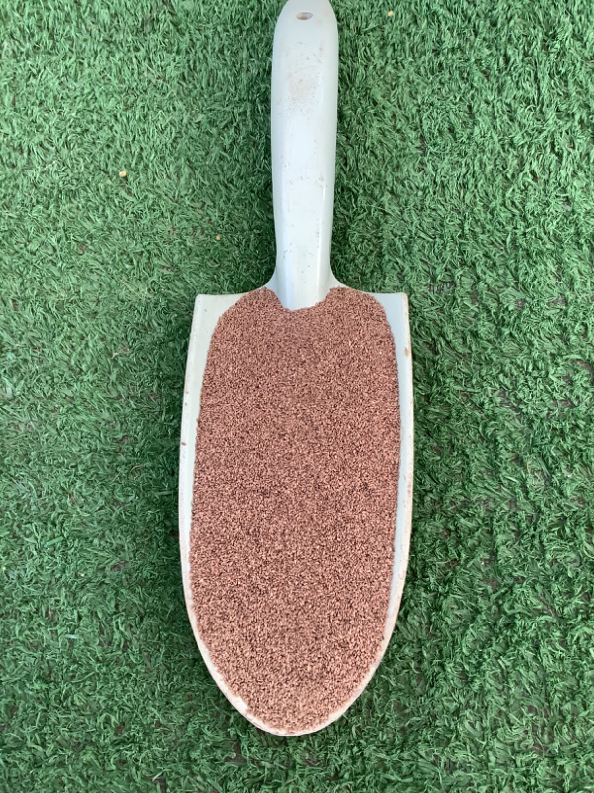 🇺🇸 Premium Hollywood Bermuda (hulled) Grass Seed Drought tolerant