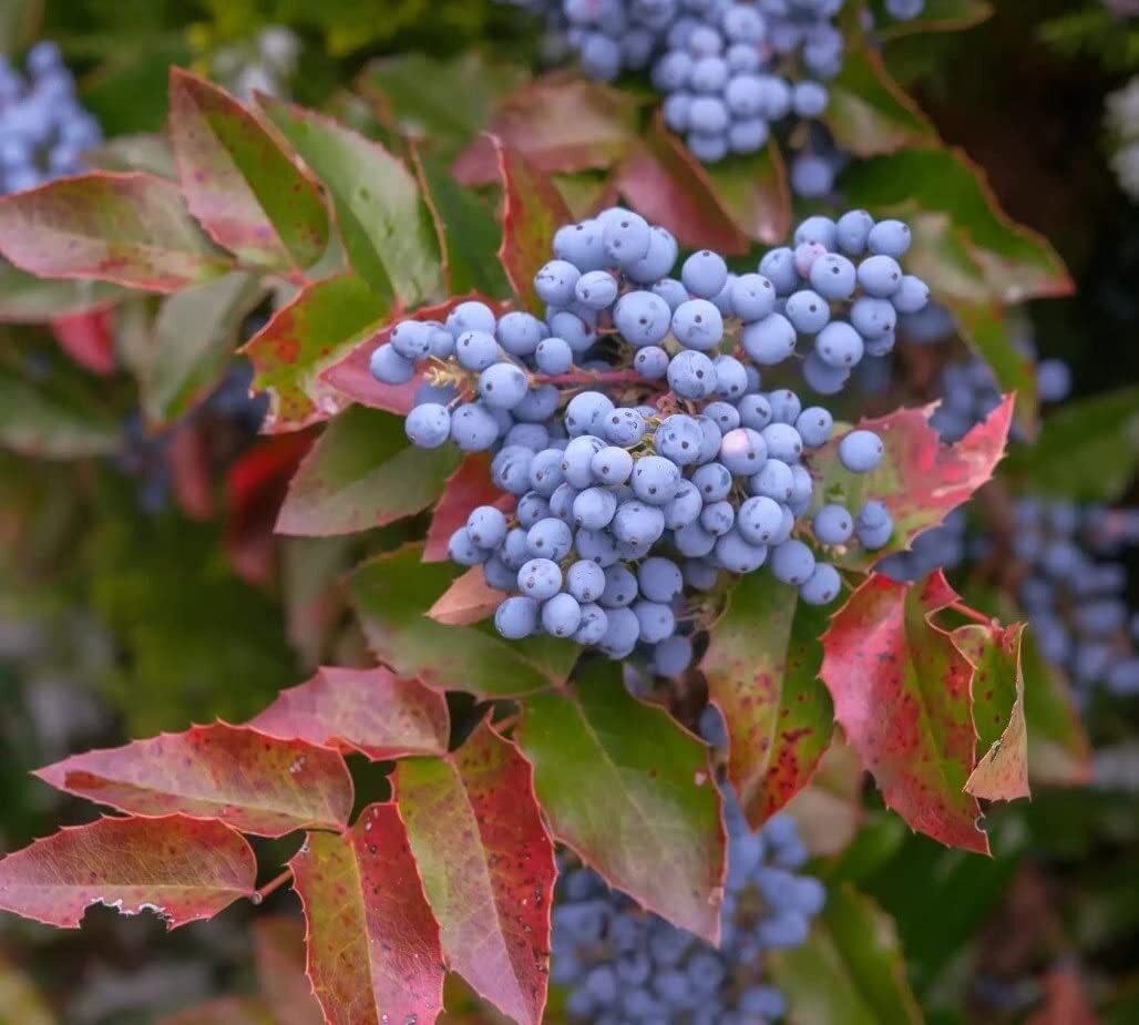 50 Creeping Barberry Bush Seeds for Planting – Creeping Oregon Grape – Mahonia r