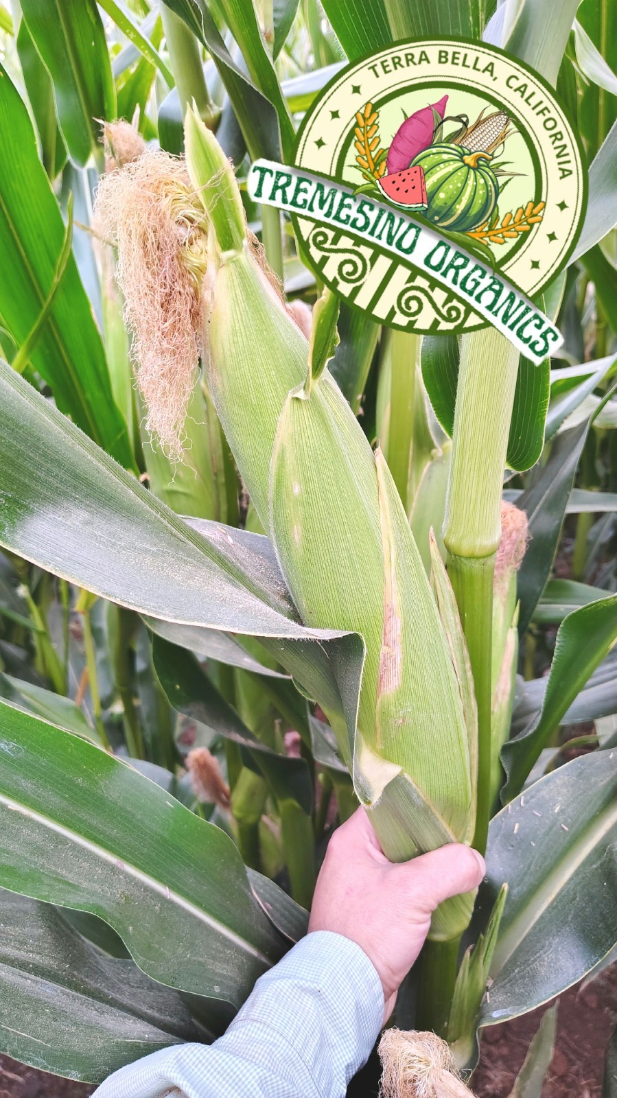 Organic Mexican Big White Corn 50Seeds-Maiz Criollo Norteño Mexicano,50 Semillas