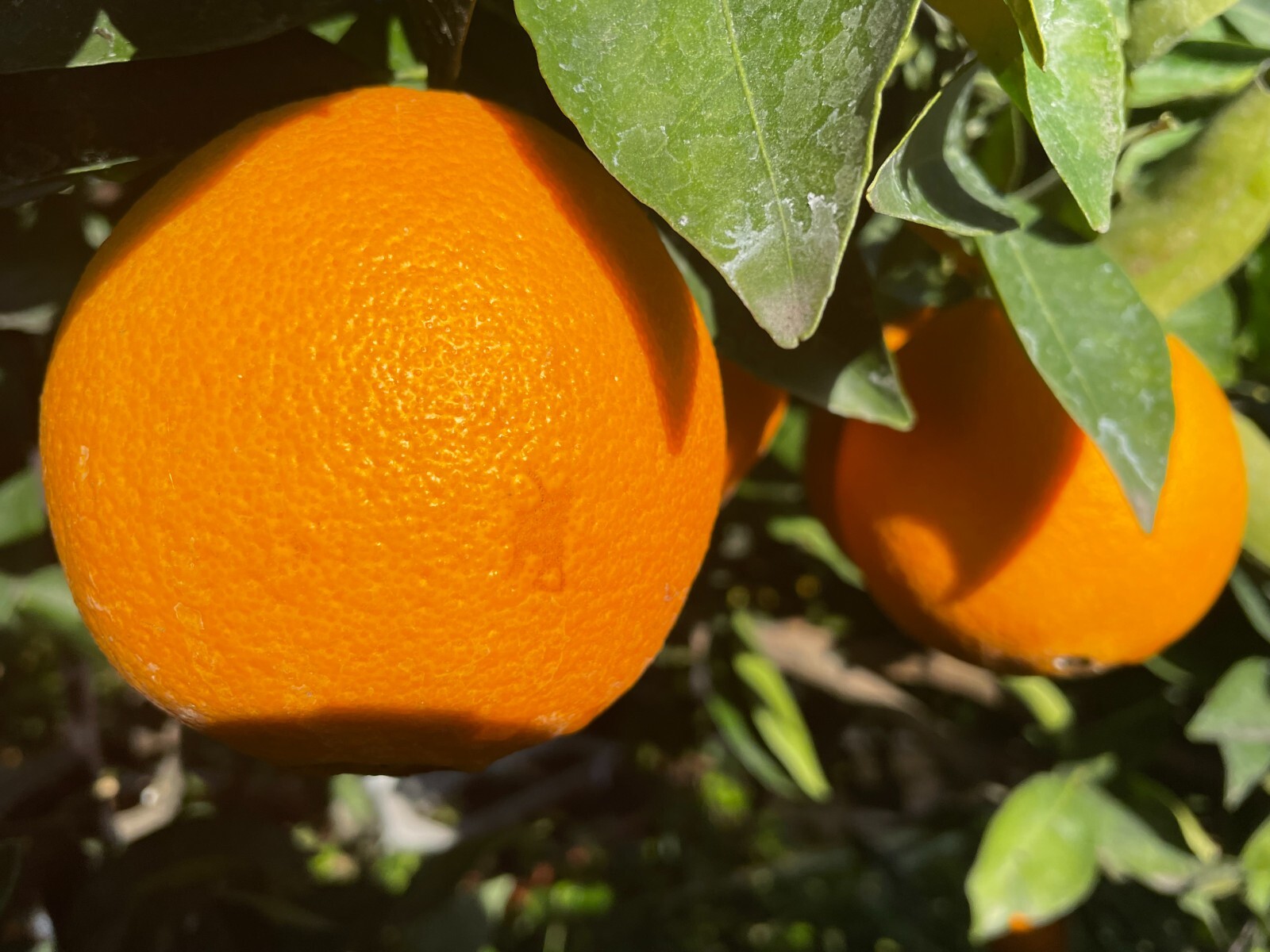 1 Ruby Valencia’ Sweet Orange Tree, Cuttings Rooted Orange Tree
