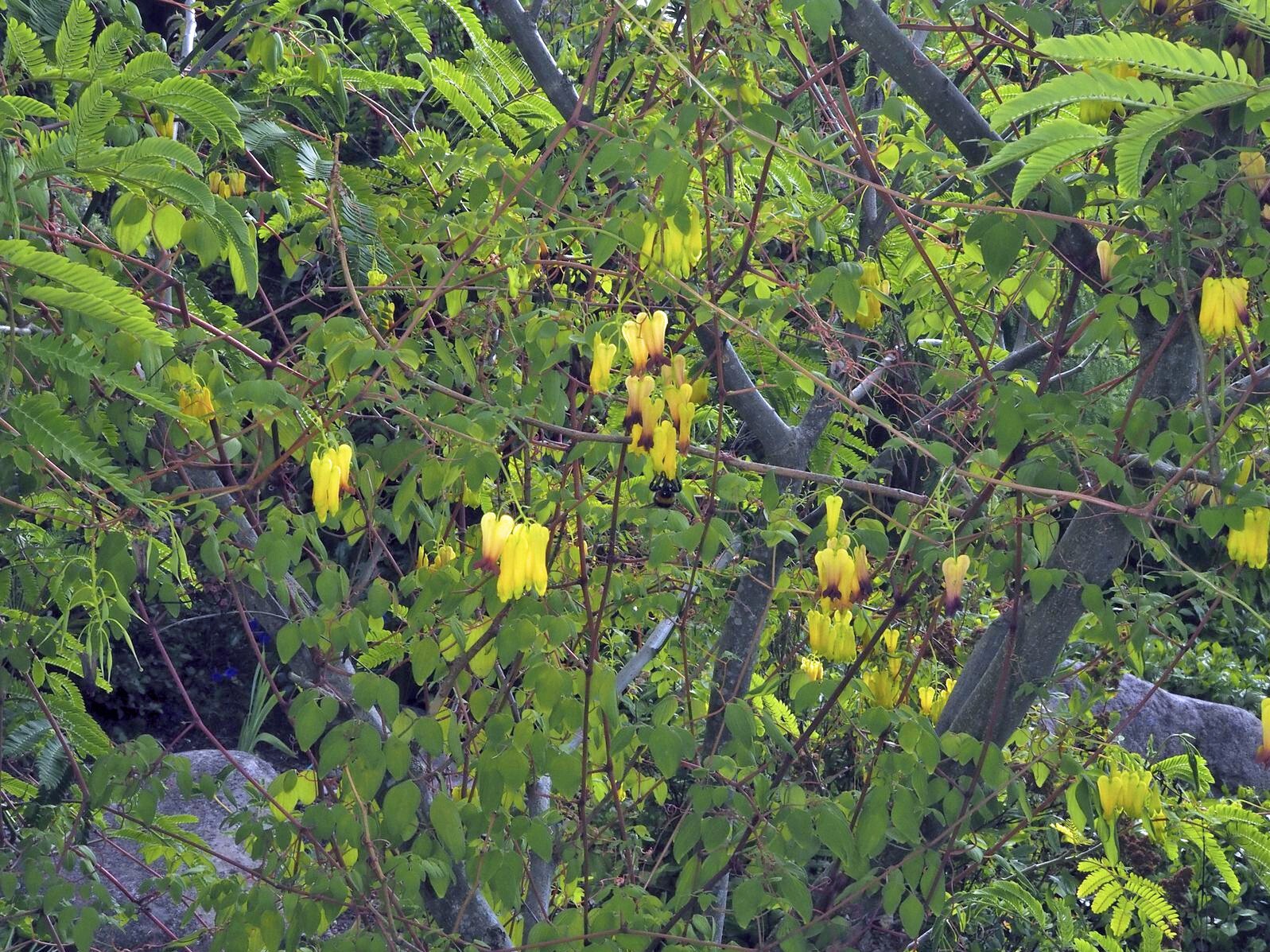Dactylicapnos scandens | Climbing Bleeding Heart | 20 Seeds
