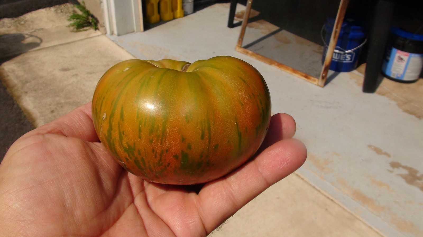 10 seeds Dwarf Peppermint Stripes Tomato ORGANIC Rare DTP