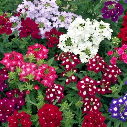 Florist Favorite Mix Verbena Seeds – Vibrant Hardy Non-GMO Flowers