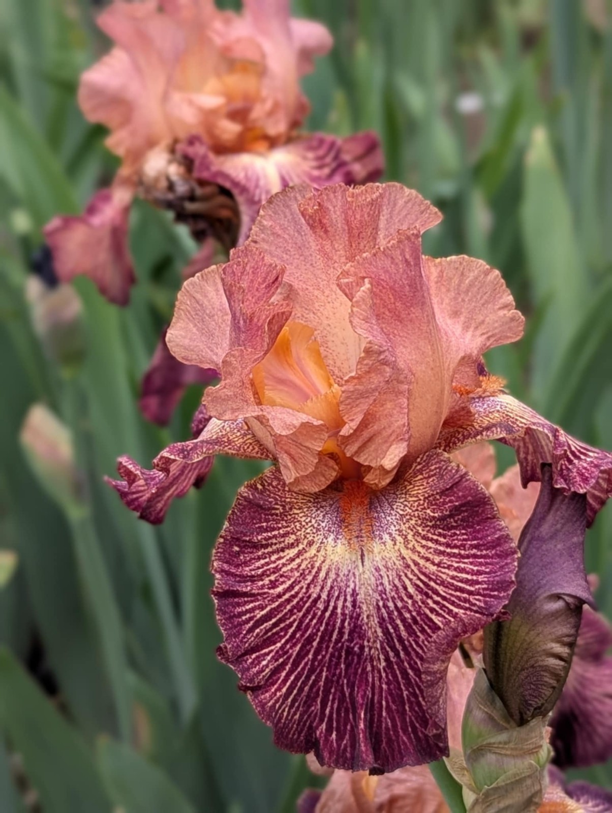 ‘Artistic Web” TB Bearded Iris Rhizome PRE-SALE to Ship Aug/Sept