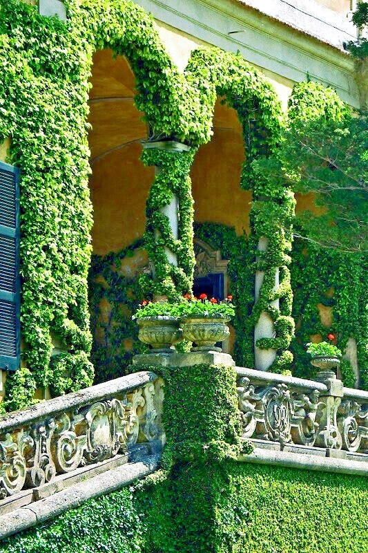 Virginia Creeper Vine Seeds Parthenocissus quinquefolia Fast Hardy Climber Plant