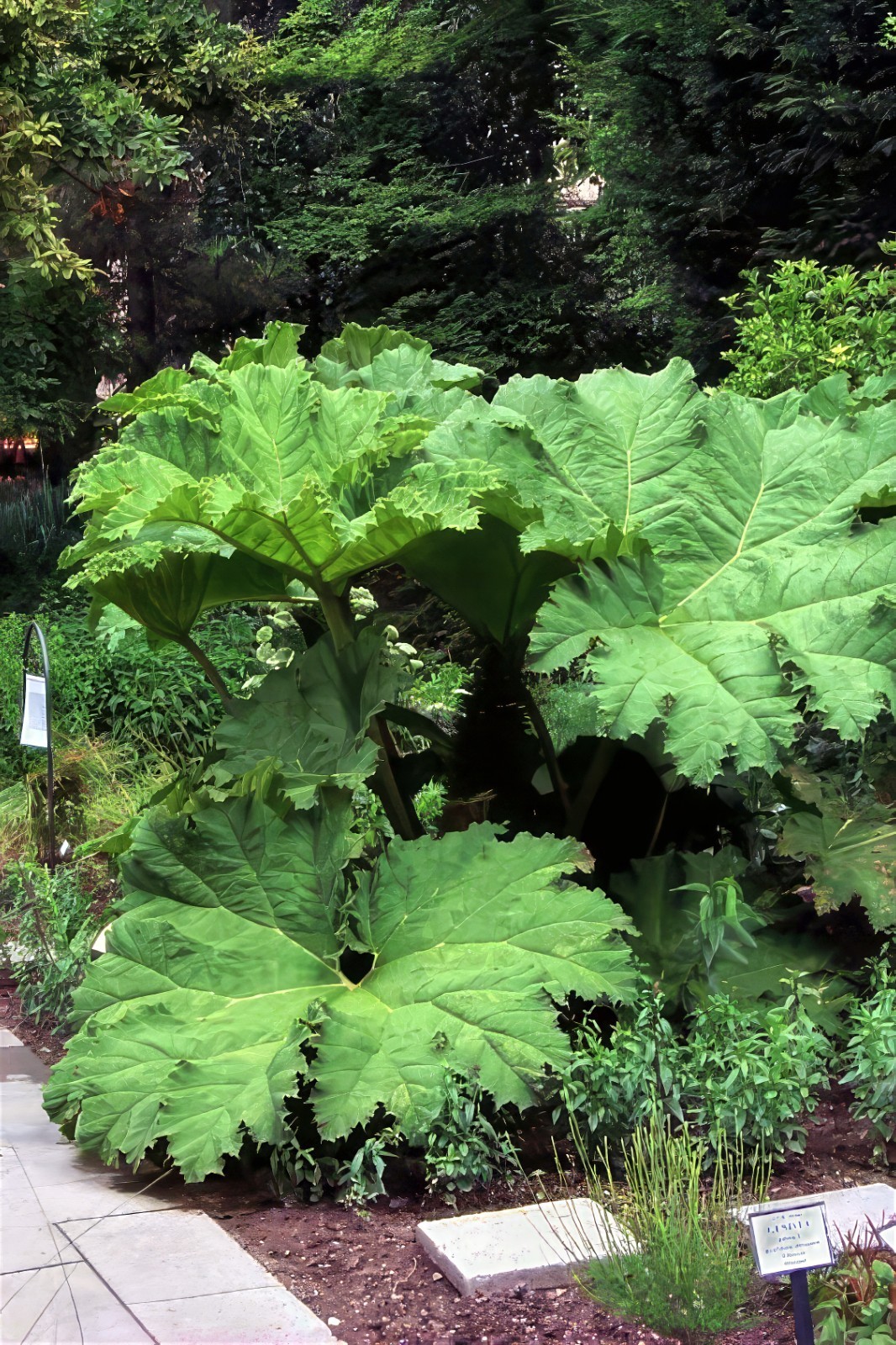 25 GUNNERA MANICATA SEEDS “Dinosaur Food” Giant Hardy Exotic Flower Plant RARE!