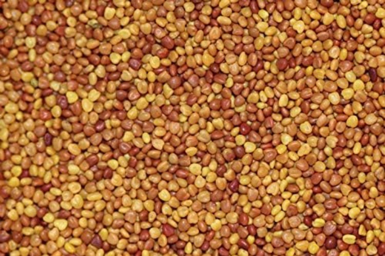 Non-GMO White Clover Seeds, Pre-Inoculated for Erosion Control & Ground Cover