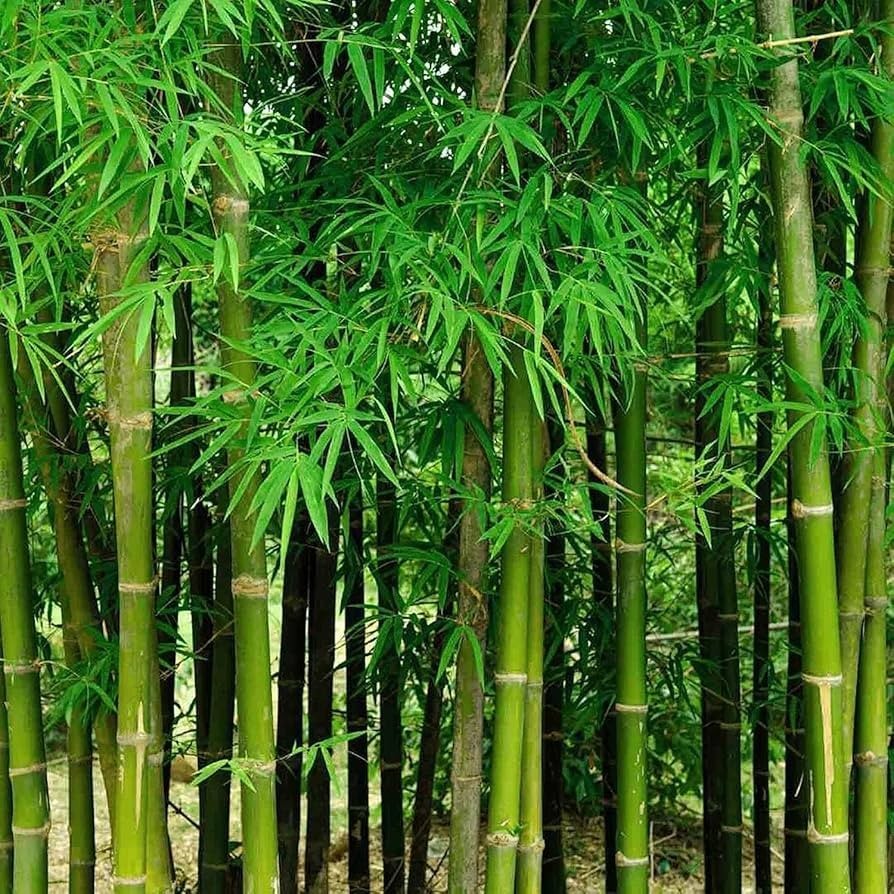 Giant Bamboo Seeds for Planting – Quick Growth and Winter Hardy (100 Seeds)