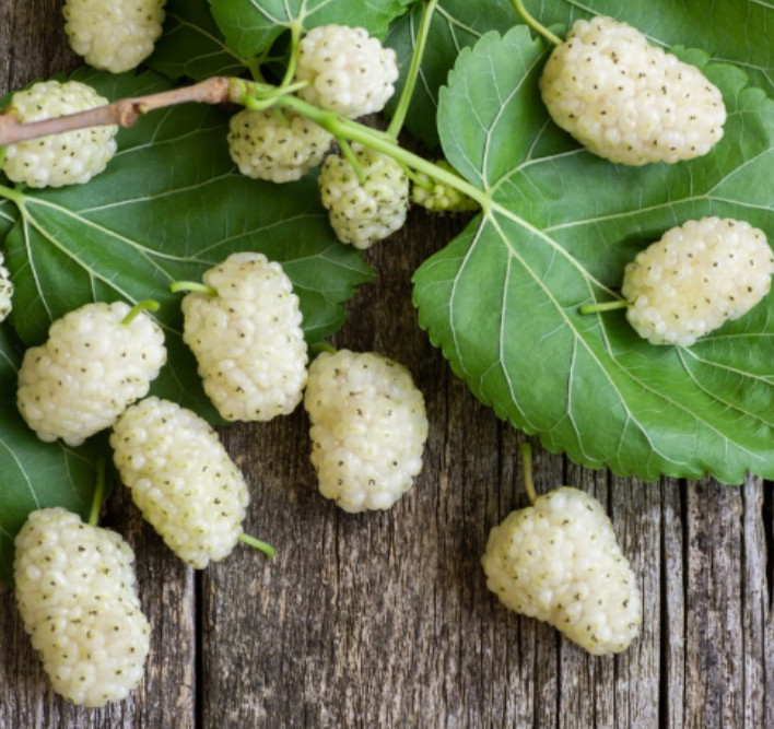 White Mulberry Seeds – Morus alba – 25/100/400 Non-GMO Seeds – Sweet Edible Frui