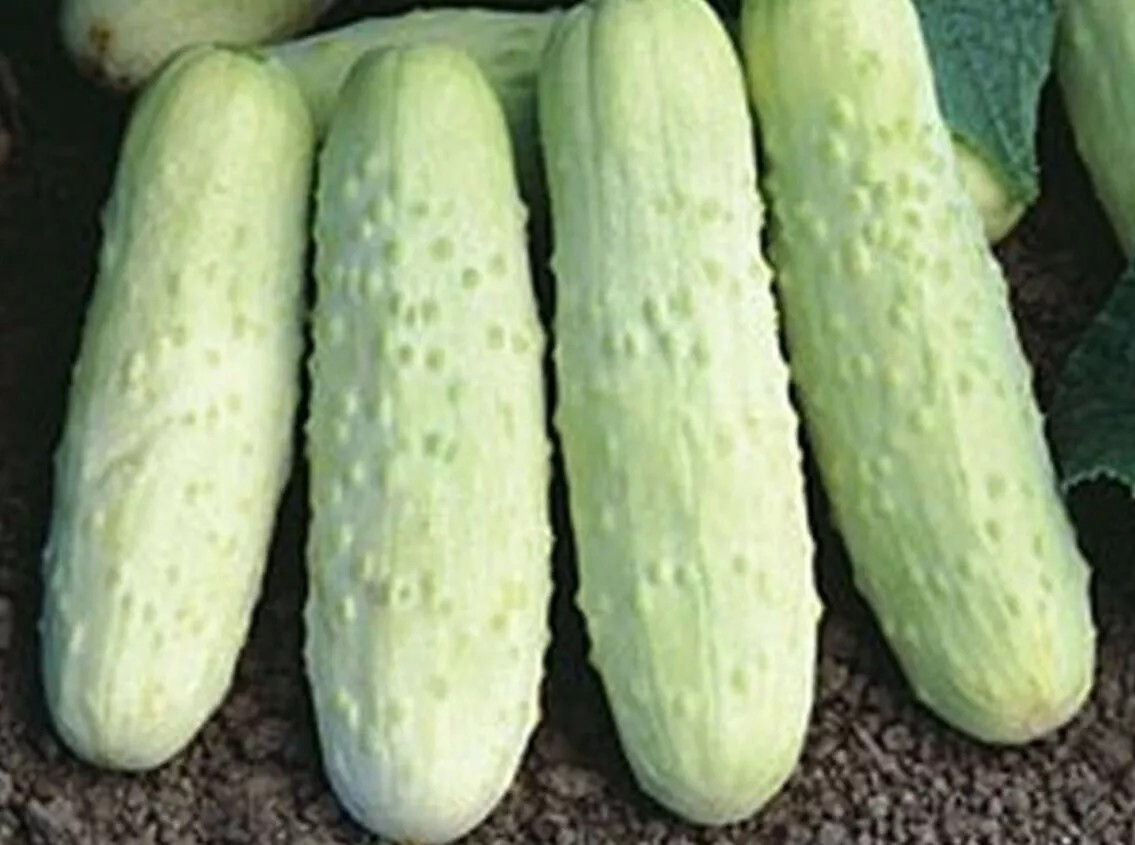 100+ WHITE WONDER CUCUMBER SEEDS – HEIRLOOM – ORGANIC – NON GMO ———– RARE