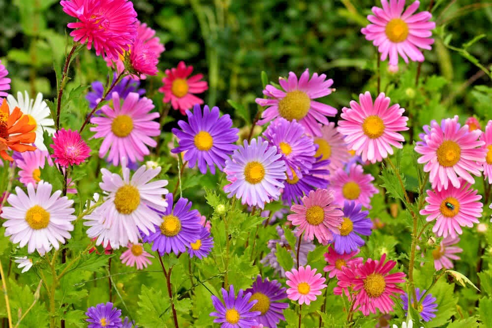 301+GIANT CALIFORNIA CHINA ASTER Mix Seeds Cut Flowers Summer Garden Container