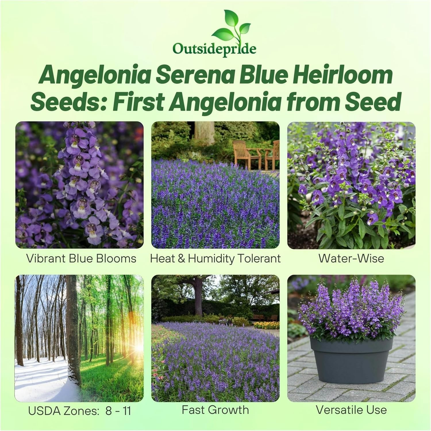30 Seeds Angelonia Serena Blue – Angelonia Flower Seeds