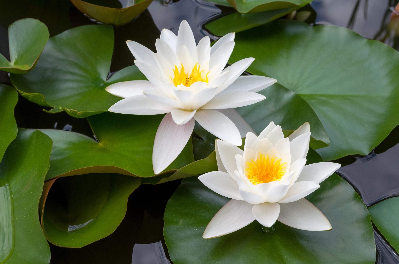 10 WHITE WATER LILY Pad Nymphaea Ampla Asian Lotus Flower Pond Seeds *Comb S/H