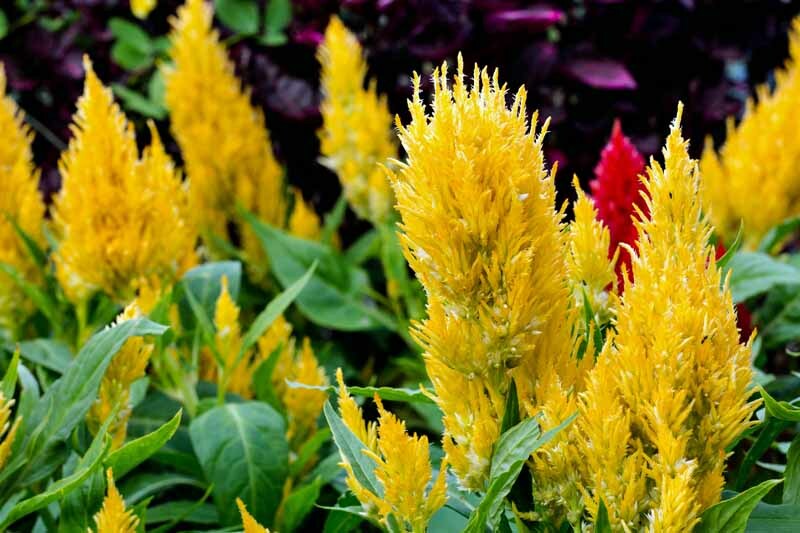 Yellow Celosia Pampas Plume Tall (150+ Seeds)