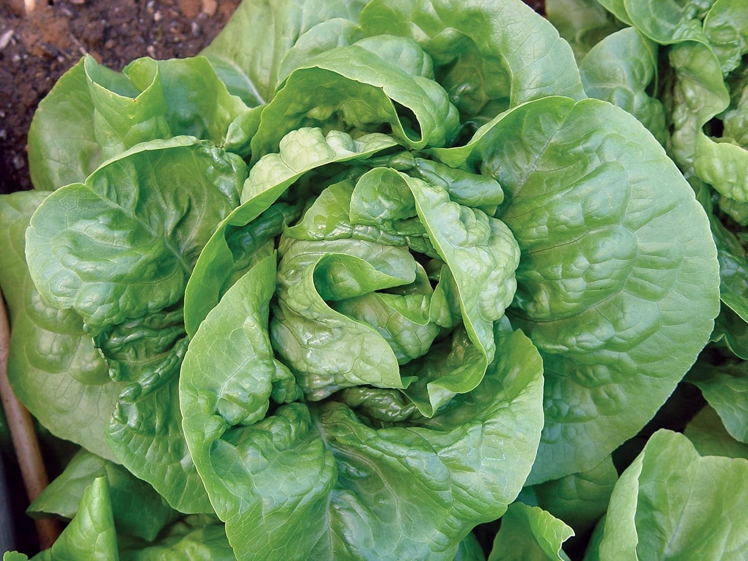 Luscious Buttercrunch Lettuce Seeds – 500 Count for Flavorful Home Gardening