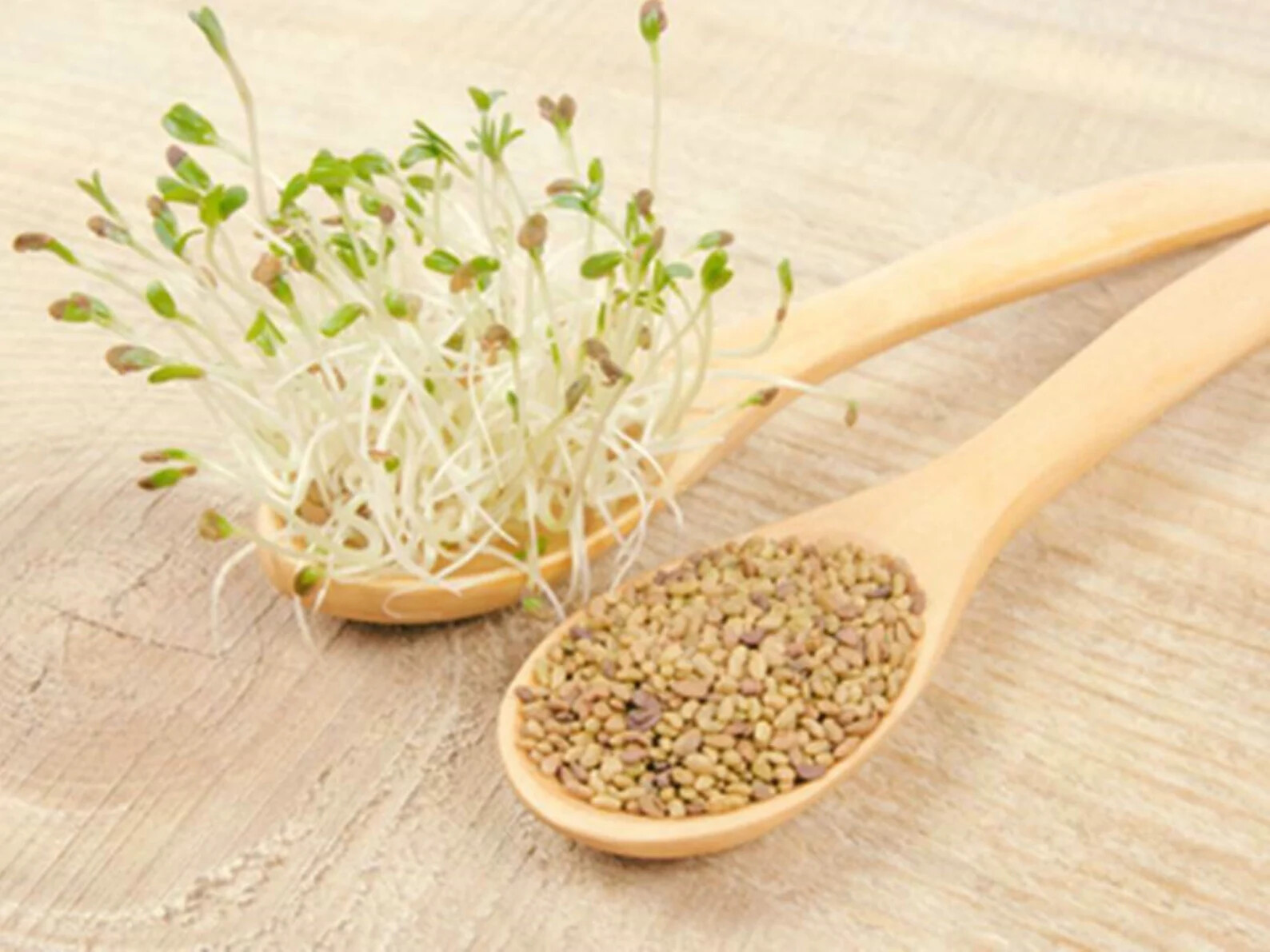 ALFALFA 150 SEEDS SPRING GARDEN MICROGREENS COVER CROP GREENS JUICING HEIRLOOM