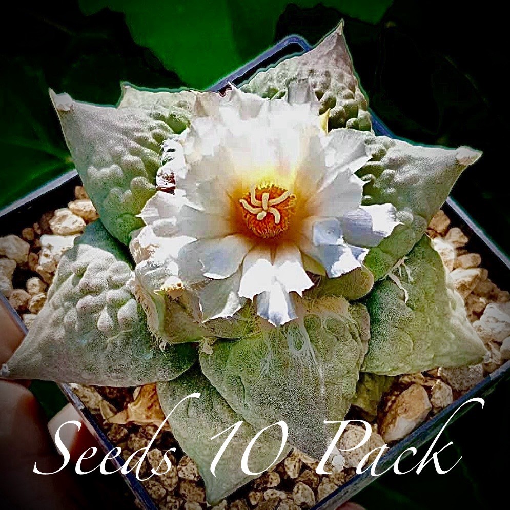 (10) Pack SEEDS Ariocarpus v. Furfuraceus US SELLER