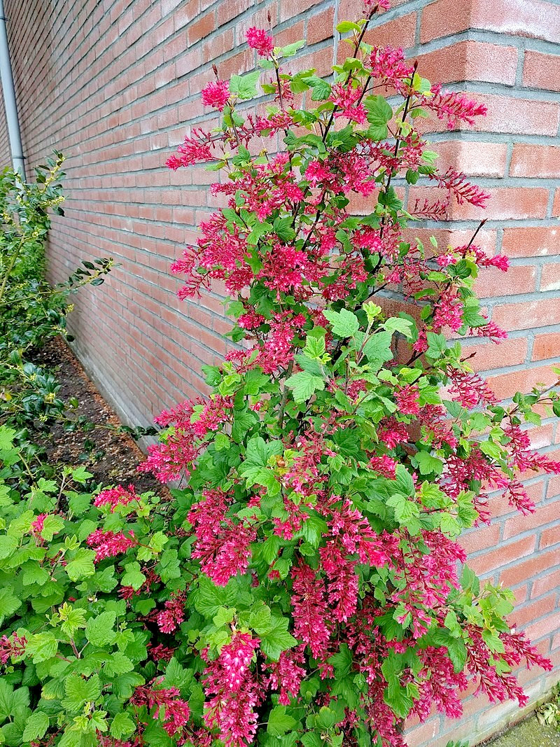 red flowering currant 500 seeds, tasty edible berries ribes sanguineum