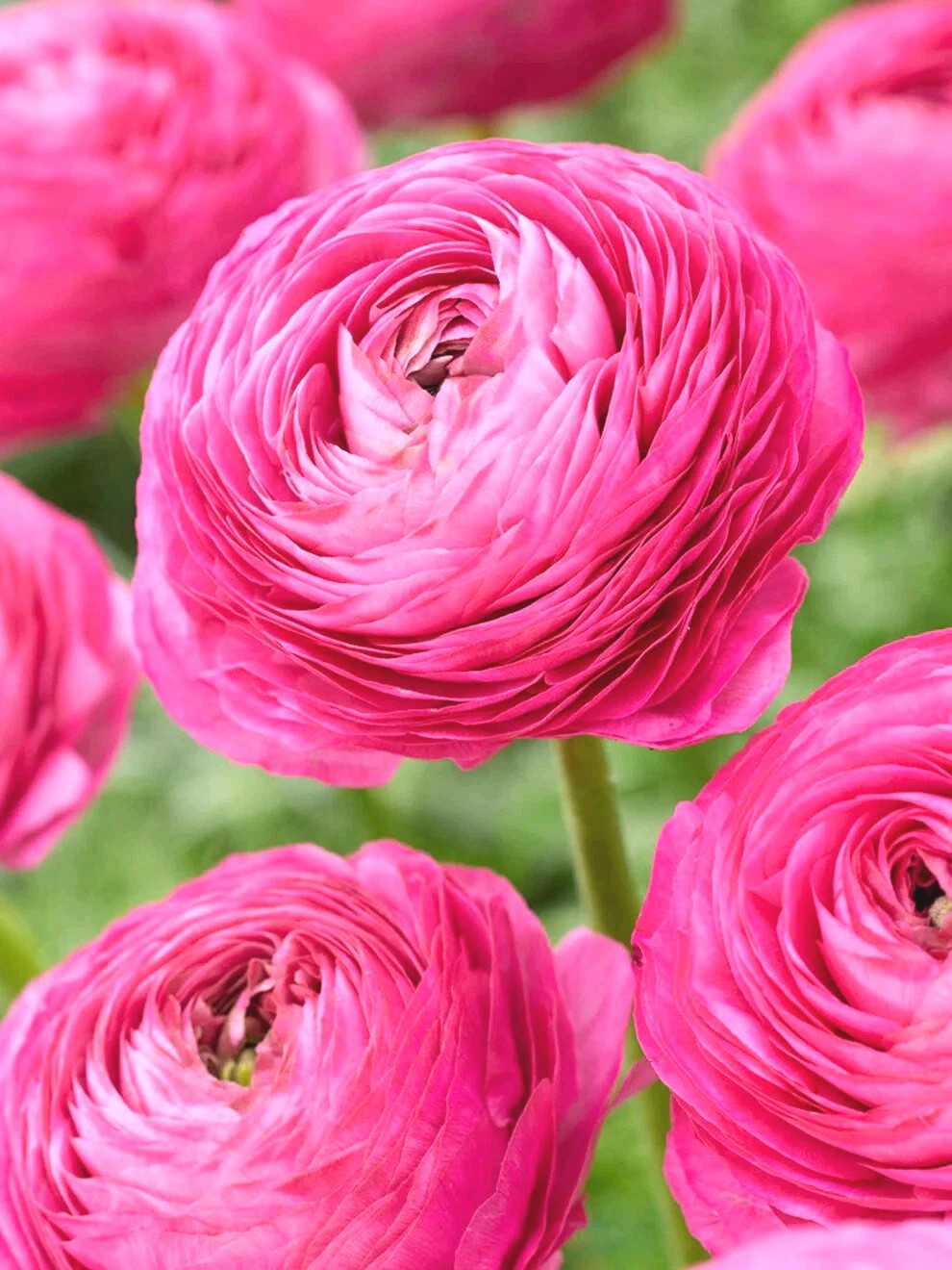 Ranunculus Flower Bulbs 15 Pink Corms Buttercup Peony Rose Bulb Wedding Flowers