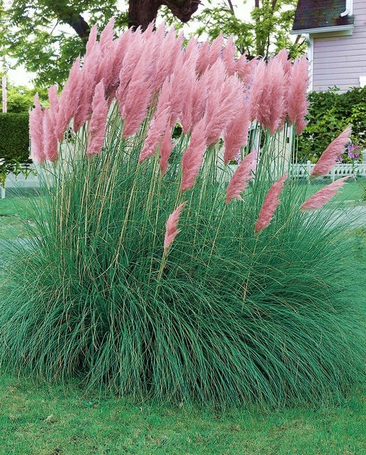 Giant Pink Pampas Grass Seeds – 100 Seeds – Made in USA Natural Beautiful Growth
