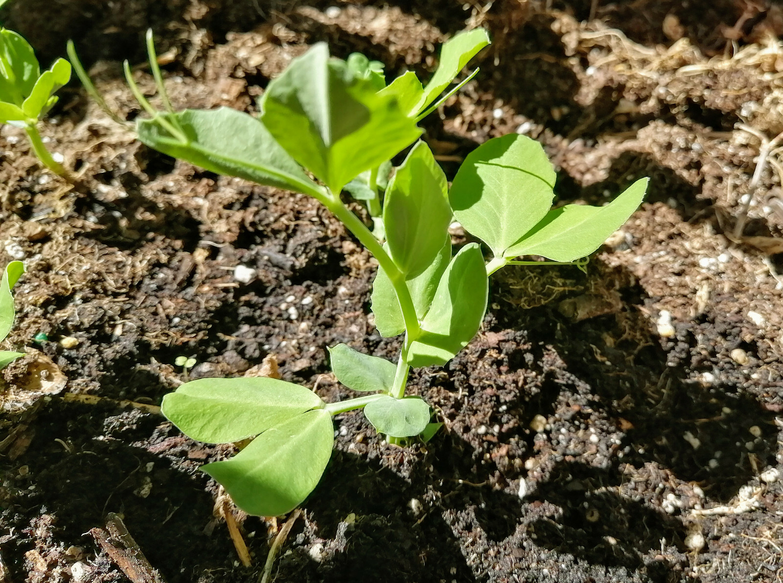 Sugar Ann Snap Pea 50 Vegetable Seeds, Pisum sativum Dwarf Vine, Non-GMO, Patios
