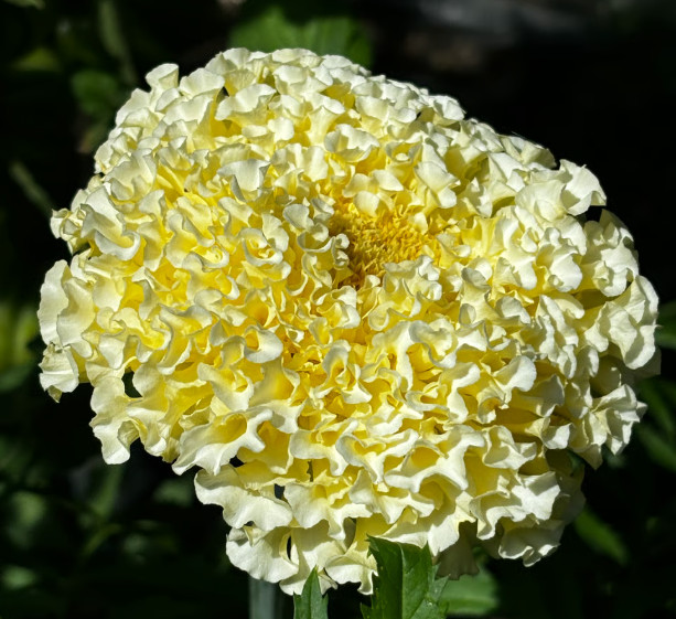 African Marigold KILIMANJARO MIX White, Yellow, Cream Tall Non-GMO 100 Seeds!
