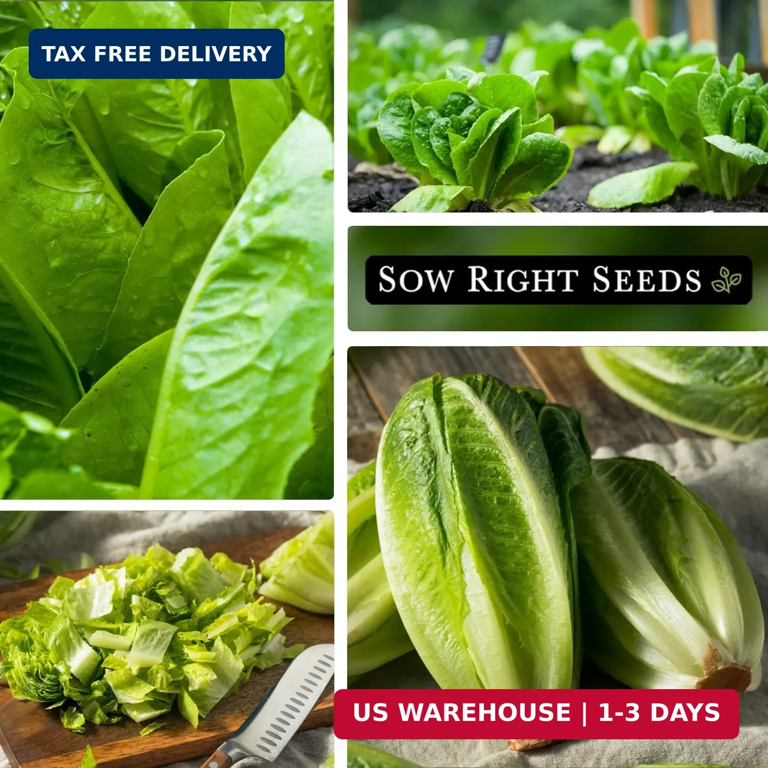 Sow Right Seeds – Giant Caesar Lettuce Seeds for Planting – Non-GMO Open Pollina