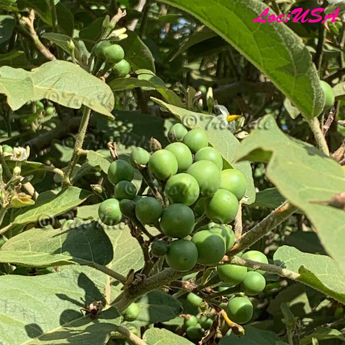 Pea Eggplant, Brush Eggplant, Turkey Berry, Thai Pea Eggplant Seeds