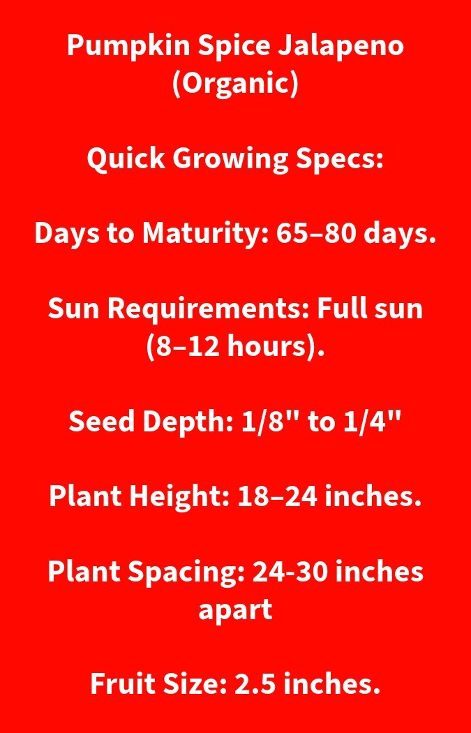 Pumpkin Spice Jalapeno Pepper 10pk. ORGANIC