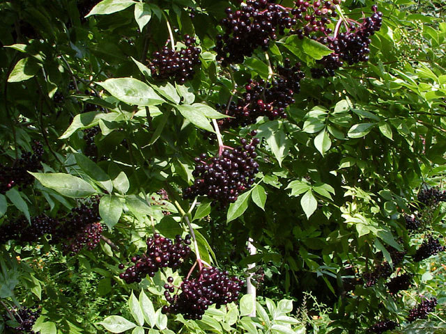 American Elderberry, Sambucus canadensis, Shrub Seeds (Fast, Edible)