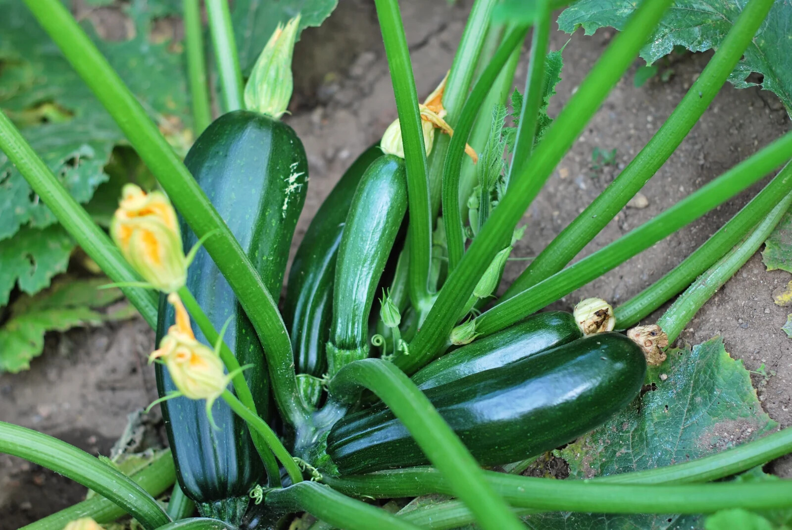 Black Beauty Zucchini Seeds (25) / Summer Squash / ORGANIC / FLORIDA GROWN