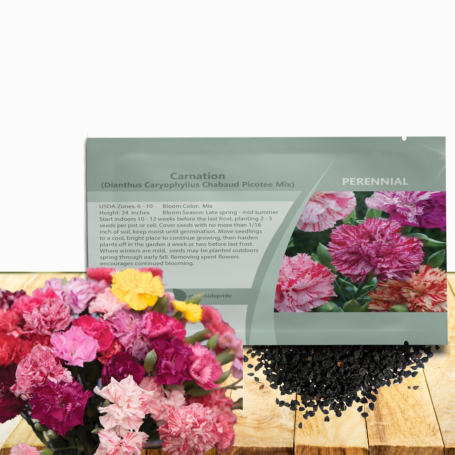 2000 Seeds Carnation Seed – Dianthus Caryophyllus Chabaud Picotee Flower