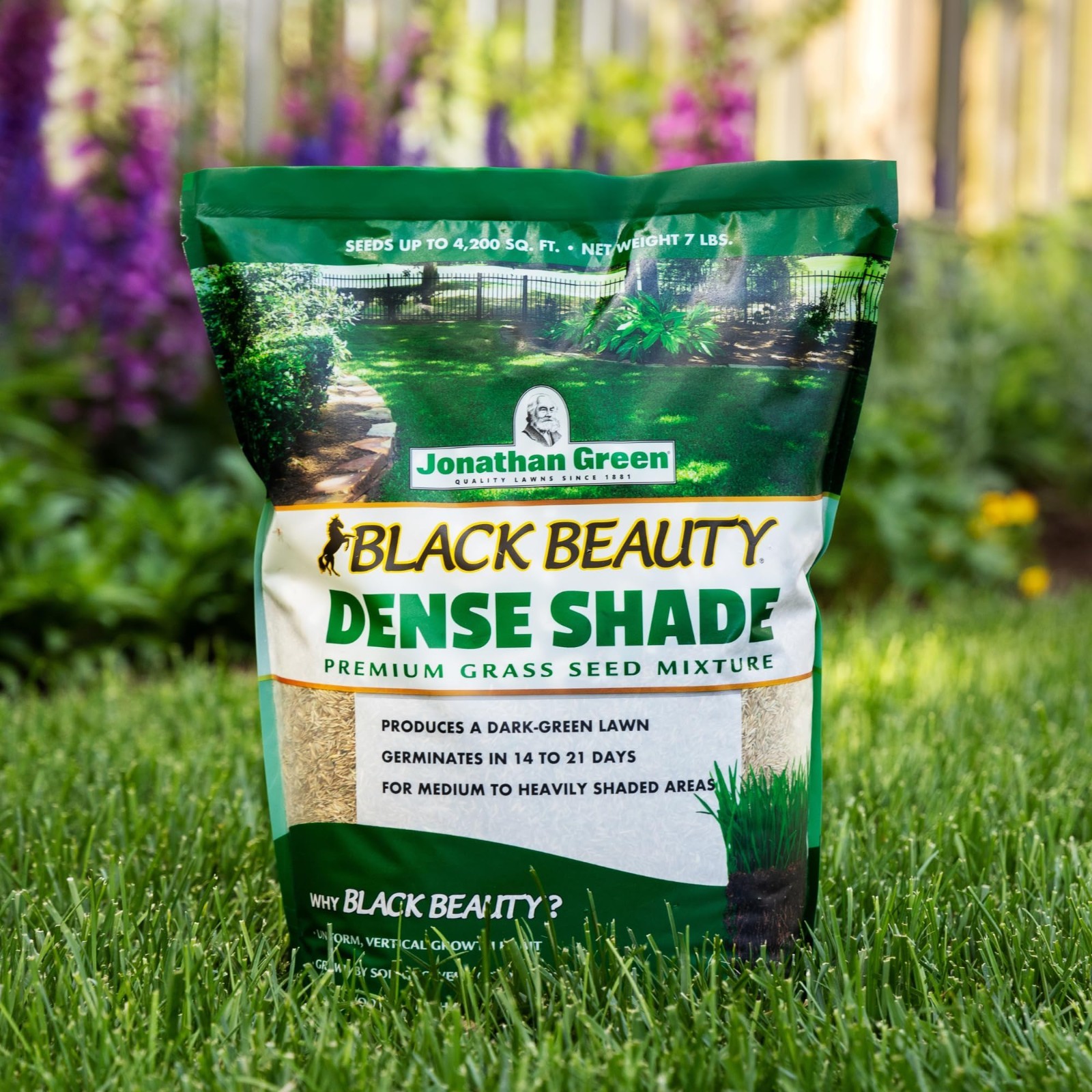 Dense Shade Grass Seed – Black Beauty Cool Season Lawn Seed – 1 lb for Thick Law