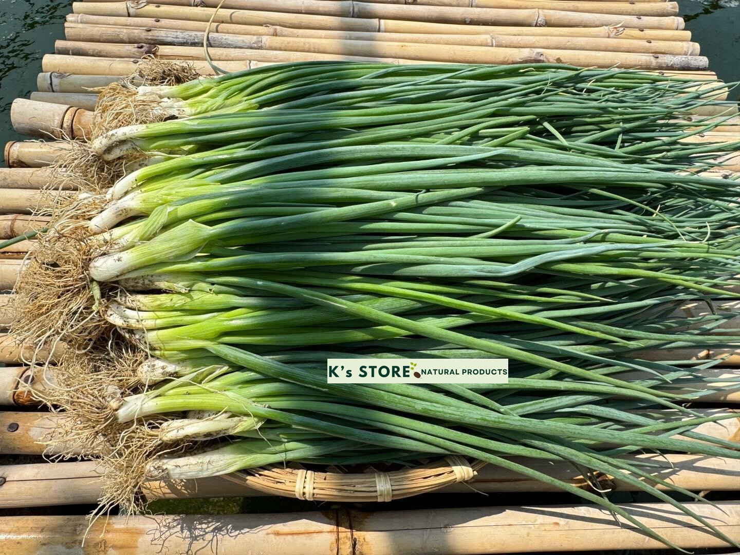 White Bunching Onion Seeds, Scallions, NON-GMO, Heirloom, FREE SHIPPING