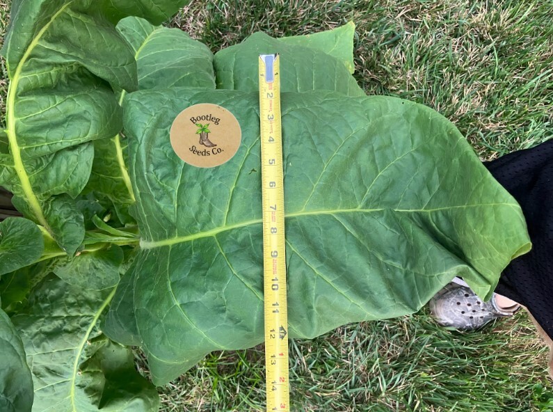 1000 Black Mammoth Tobacco Seeds – Hand Pollinated & Selectively Bread