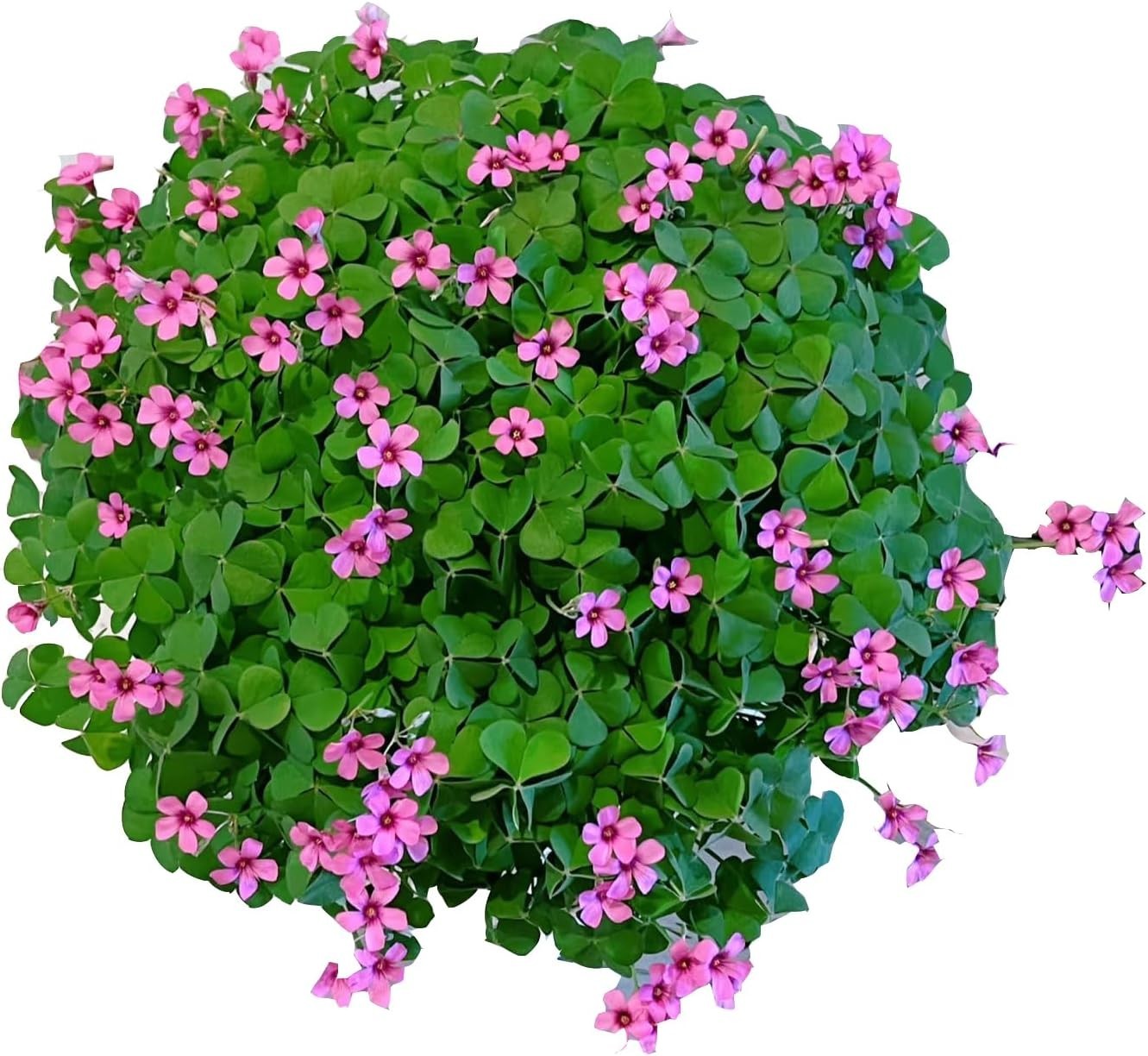 24 Pack Live Iron Cross Shamrock Bulbs – Indoor & Outdoor Oxalis Plants for D…