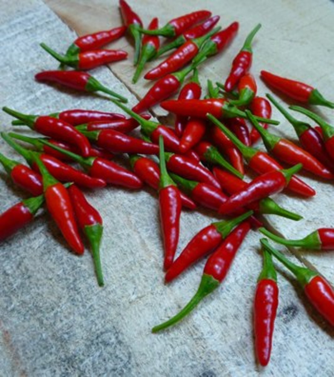 Pequin Chili Pepper Seeds, Piquin, Bird Pepper, Compact Spicy Chili, FREE SHIP