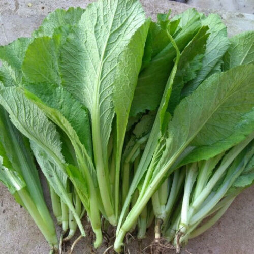 300+ PCS GREEN MUSTARD SEEDS, HẠT CẢI BẸ XANH | HIGH GERMINATION |