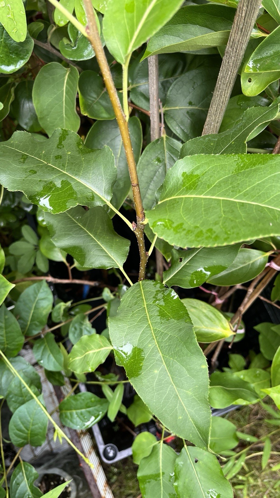 2-3 ft tall Shin Li Asian hybrid pear tree, grafted plant 2 year old